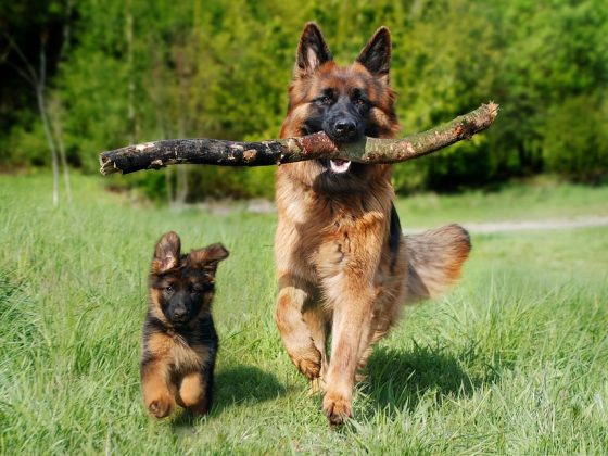 Common Health Issues in Dogs and How to Prevent Them
