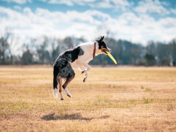 From Beaches to Mountains: Unleashing the Fun of Dog Travel