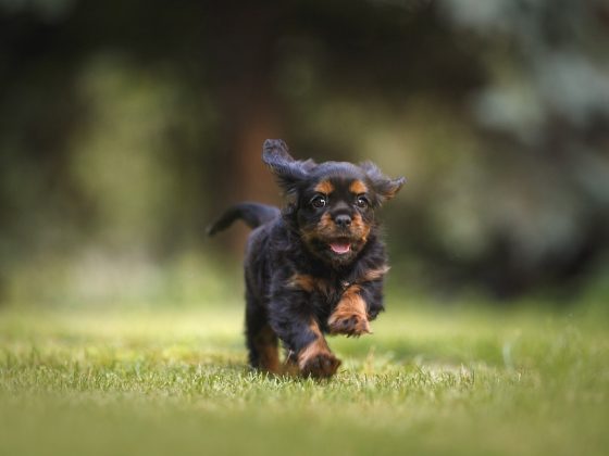 How to Bond with Your New Puppy: Building a Strong Relationship from Day One
