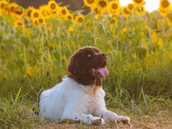 The Essential Puppy Care Checklist for a Happy, Healthy Pup