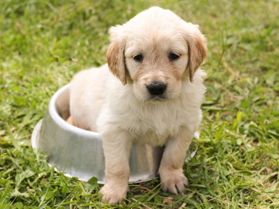 The Role of Mental Health in Your Dog’s Physical Well-Being