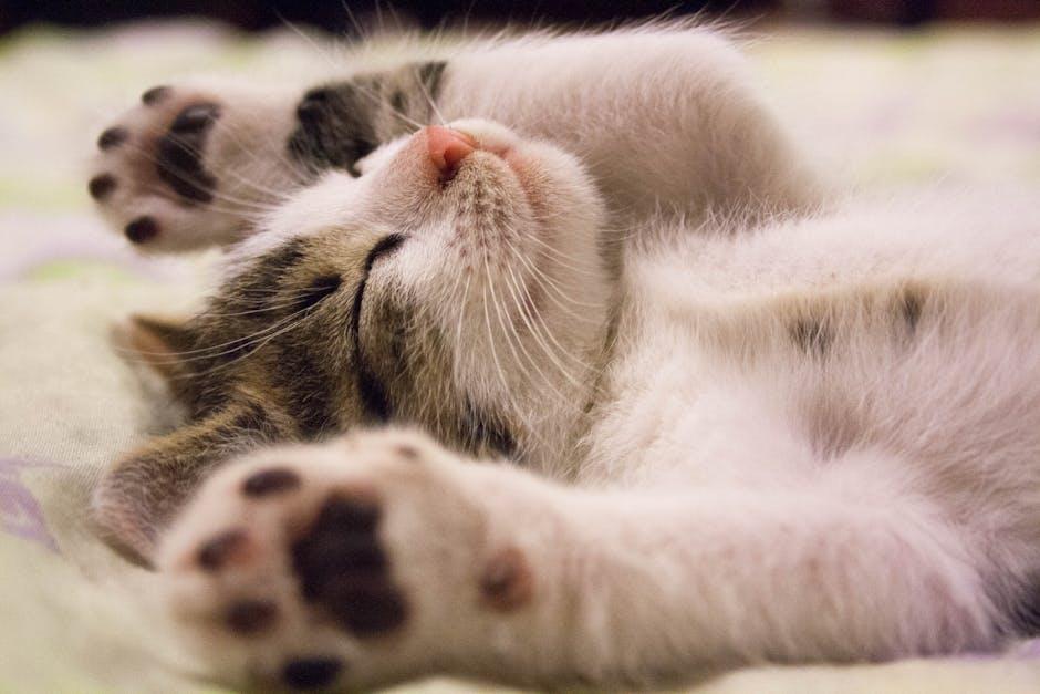Pamper Your Purr-fect Pal: Luxury Cat Accessories Unleashed!
