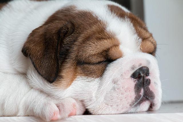 Essential Packing List for Your pup’s Road Trip Adventure