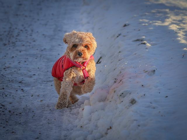 Tips for a Smooth Journey: Keeping Your Pup Happy and Safe