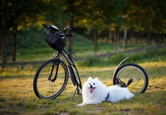 Mastering Dog Training at Home: Tips for Pup Parents!