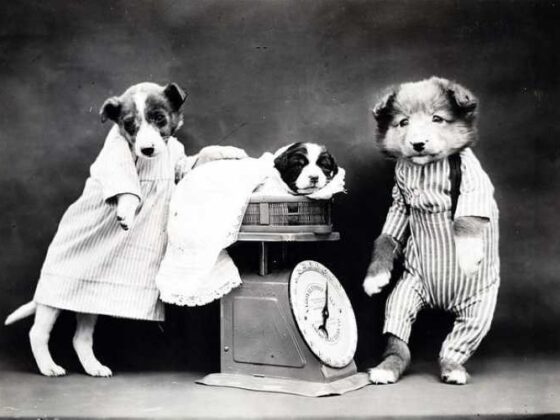 Puppy Parenting 101: Fun Tips for Happy, Healthy Tails!