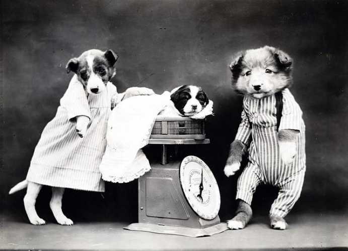 Puppy Parenting 101: Fun Tips for Happy, Healthy Tails!