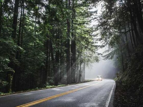 Road Trips with Pups: Your Ultimate Dog Travel Guide!
