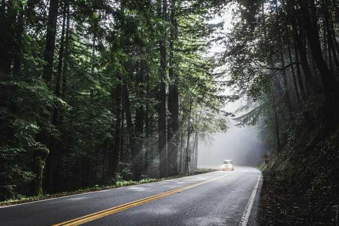 Road Trips with Pups: Your Ultimate Dog Travel Guide!