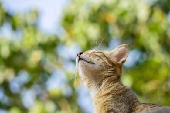 Whiskers and Paws: The Quirky World of Our Feline Friends!