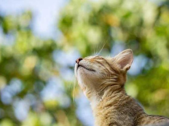 Whiskers and Paws: The Quirky World of Our Feline Friends!