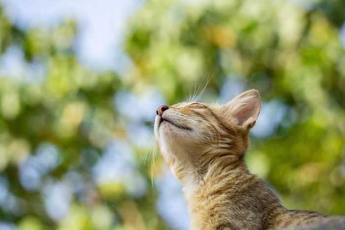Whiskers and Paws: The Quirky World of Our Feline Friends!