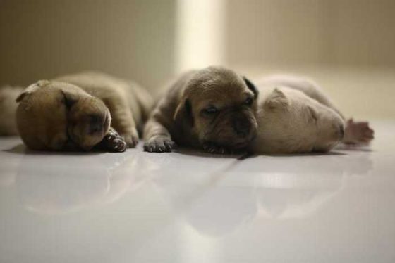 “New Puppy? Here’s Your Ultimate Beginner’s Care Guide!”