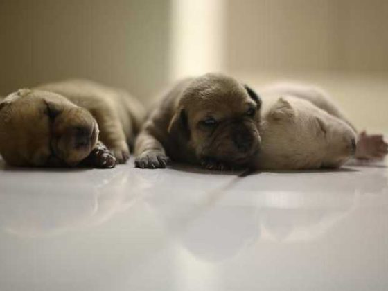 “New Puppy? Here’s Your Ultimate Beginner’s Care Guide!”