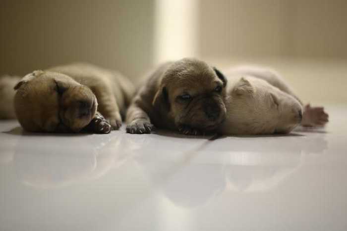 “New Puppy? Here’s Your Ultimate Beginner’s Care Guide!”