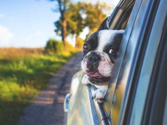 Ready to Roam: Your Guide to Pet Travel Health Certificates!
