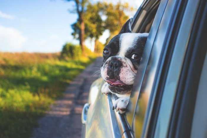 Ready to Roam: Your Guide to Pet Travel Health Certificates!