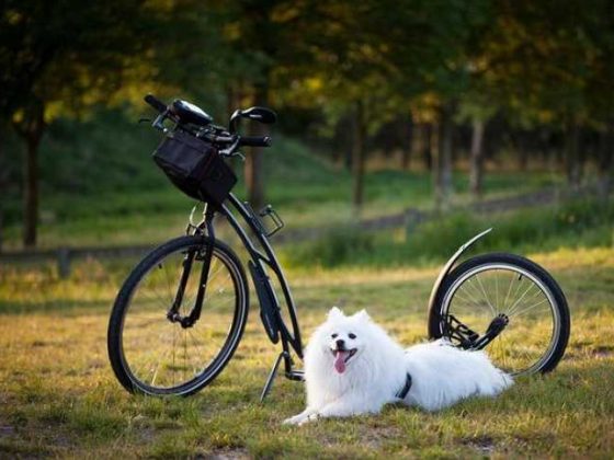 Fetch Some Fun: The Best Dog Training Videos You Need!
