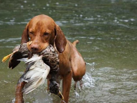 Pawsitively Fun: Must-Watch Dog Training Videos for Pet Parents!