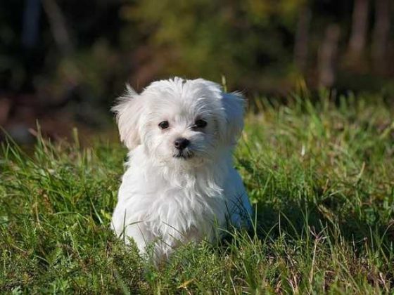 Fetch the Joy: Fun Dog Training Videos You Can’t Miss!