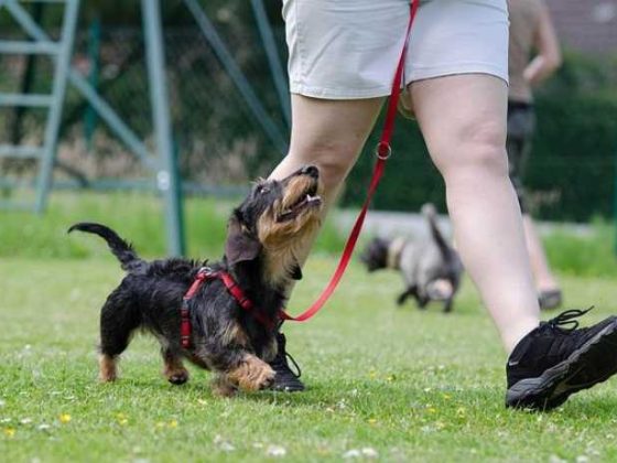 Fetch Success: Easy Dog Training Tips for Newbies!