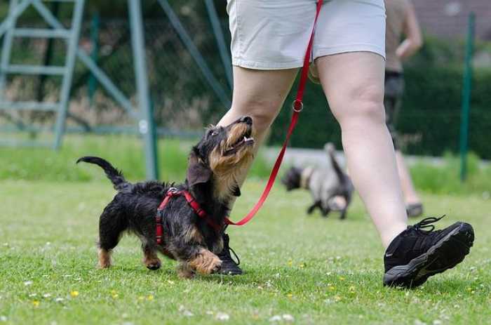 Fetch Success: Easy Dog Training Tips for Newbies!