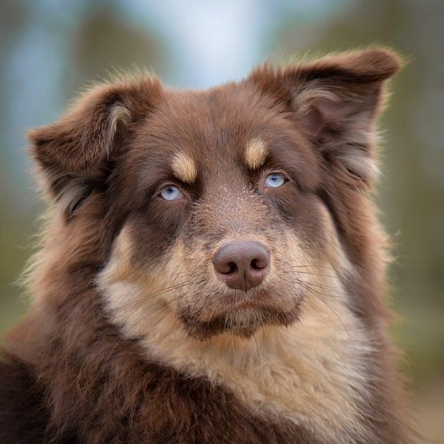 Understanding Pet Travel ​Health Certificates