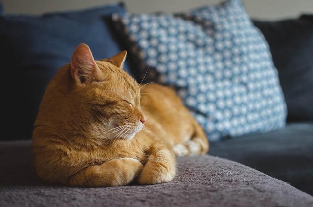 The Purr-fect Personality: Discovering Your Cat's Unique Traits
