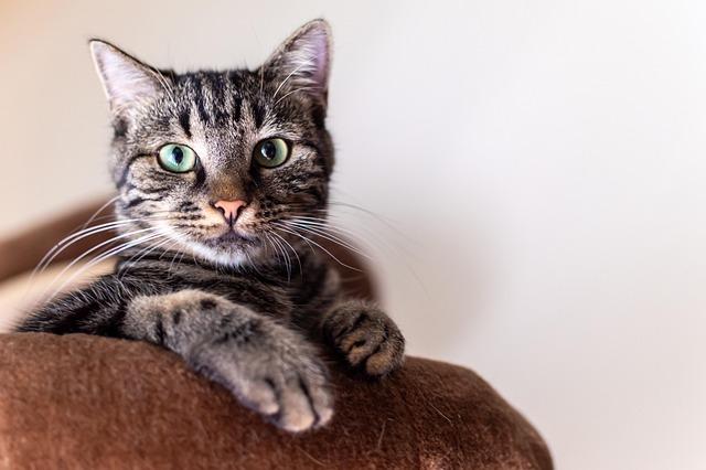 Playtime Essentials: Fun Accessories to Keep Your Cat Entertained