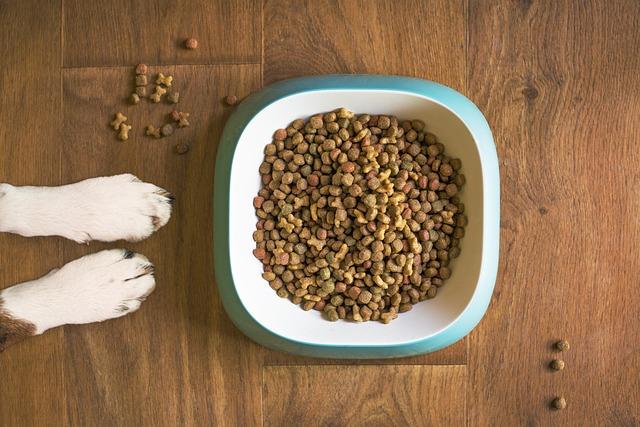 Getting Started with the Basics of dog Training