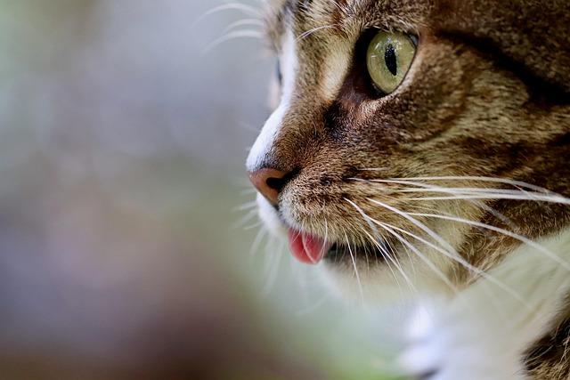 Top Treats and Toys That Will Make Your Cat Purr