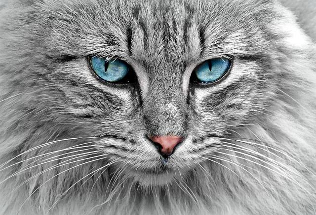 Scratching That itch: ‌Fun and Creative Ways to Keep Your ⁤Cat Entertained