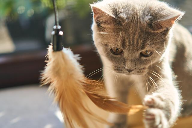 Create a Cozy Cat Paradise with stylish Beds and Hiding Spots