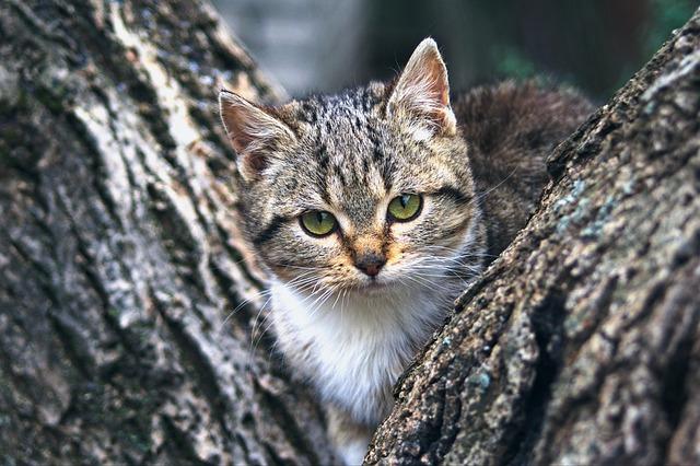 Pawesome Perches: The Best Cat Trees for Your Feline Friend
