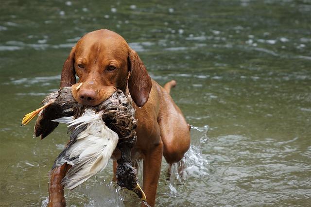 From Sit to ‍Stay: Breaking Down ‍the ‌Best Skills to Teach Your Furry Friend