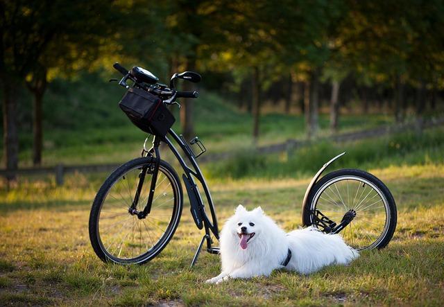 Top online Training Programs That Will Make You and Your Pup Shine