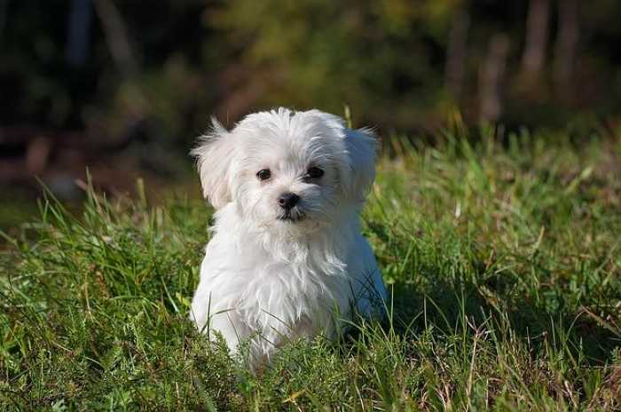 Mastering Dog Training at Home: Tips for Pawsitive Success!