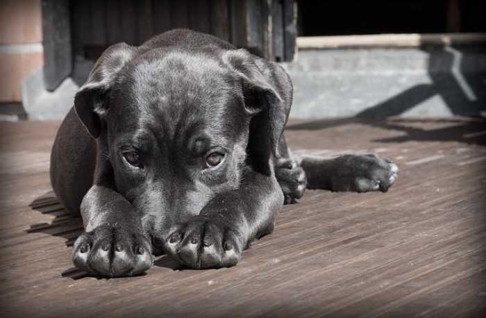Unleash Your Pup’s Potential: Top Dog Training Videos!