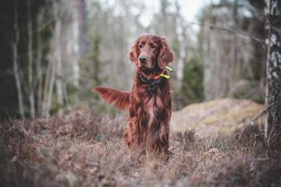 “Top Dog Training Videos: Paws-itively Fun Learning! 🐾”
