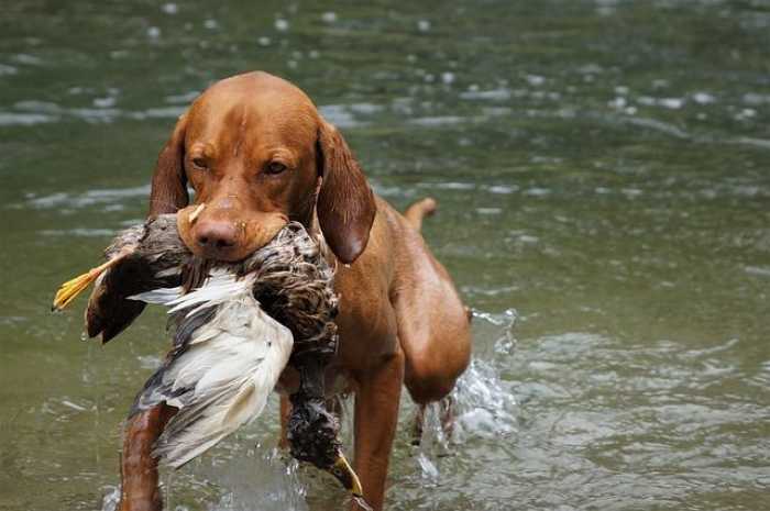 Unleash Fun: Your Go-To Guide for Dog Training Videos!