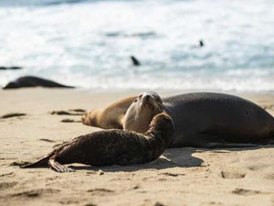 Train Your Pup Like a Pro: Top Dog Training Videos to Watch!