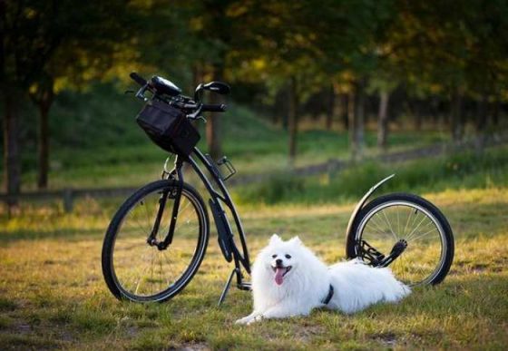 Fetch the Fun: Your Ultimate Guide to Dog Training!