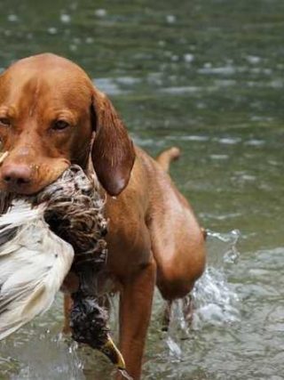 Unlock Your Pup’s Potential: The Fun of Online Dog Training!