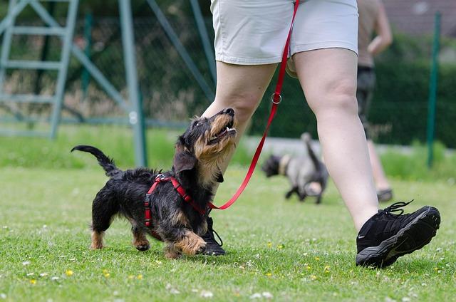 Essential Commands⁣ Every Pup Should Know