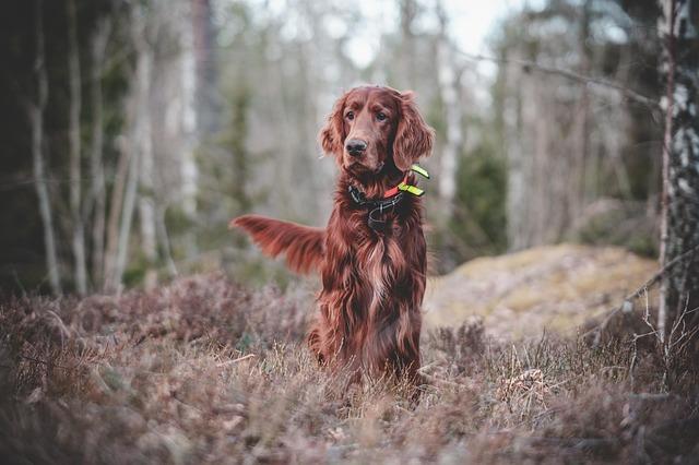 Creating⁣ a Fun and Engaging training Space⁣ for Your Furry ⁤Friend